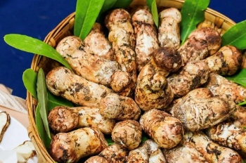 云南食用菌“破土成金”變身流量密碼