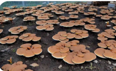 黑龍江同江：種植珍稀食用菌 端上“生態(tài)產(chǎn)業(yè)碗”