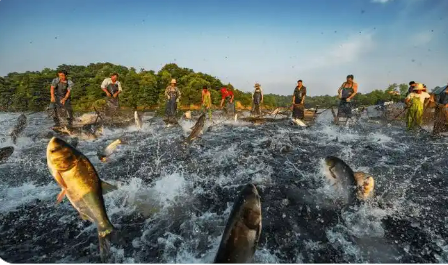 海南去年漁業(yè)產(chǎn)值近六百億元