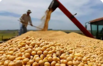 美大豆協(xié)會呼吁盡早同中國達成協(xié)議緩解豆農(nóng)危機