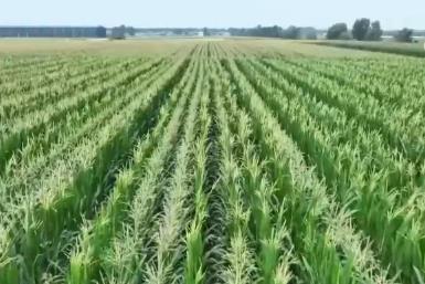 多舉措做好抗高溫保秋工作 全力確保秋糧穩(wěn)產(chǎn)豐產(chǎn)