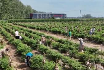 辣椒、海鮮、葡萄豐富百姓“菜籃子+果盤(pán)子” 產(chǎn)業(yè)振興鏈接“大市場(chǎng)”