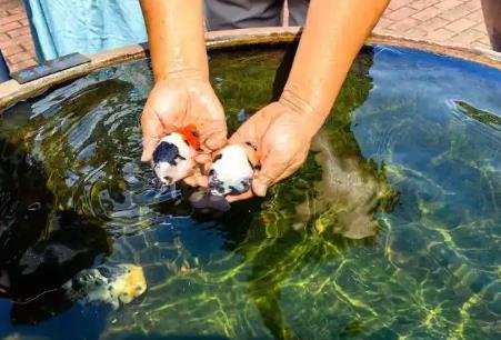 “金魚(yú)之鄉(xiāng)”閩侯“游”出產(chǎn)業(yè)生態(tài)鏈