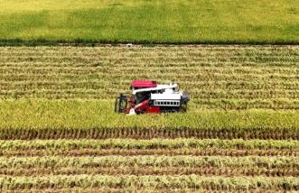 四川蓬安：農(nóng)業(yè)社會化服務(wù)助力水稻收割