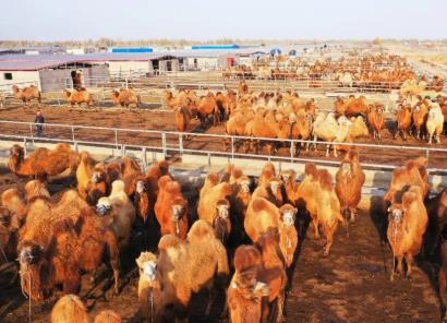 新疆柯坪縣：“白駝之鄉(xiāng)” 書(shū)寫(xiě)鄉(xiāng)村振興的“駱駝篇章”