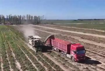 “訂單種植+機(jī)械化采收”模式保障銷(xiāo)路、提升效率 助農(nóng)增收“錢(qián)”景好