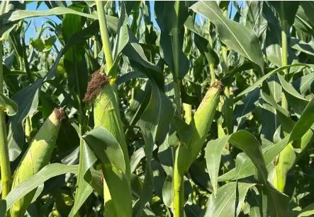 山西五寨，何以成為“中國(guó)甜糯玉米之鄉(xiāng)”？