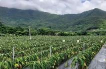 海南力爭(zhēng)今年新增熱帶優(yōu)異果蔬種植面積18萬(wàn)畝