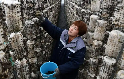 集群成鏈，陜西西鄉(xiāng)菌類全產(chǎn)業(yè)鏈產(chǎn)值超六億元