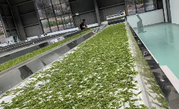 11個茶機大院日加工鮮葉超10萬公斤 安徽黃山區(qū)構(gòu)建茶產(chǎn)業(yè)新生態(tài)