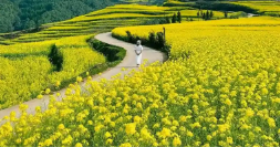 小小油菜花何以“綻放”近百億元產(chǎn)業(yè)？
