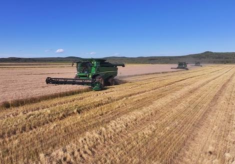 黑龍江省呼瑪縣4.35萬畝寒地小麥收割接近尾聲