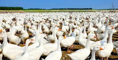 黑龍江遜克縣：鵝產業(yè)全鏈條貫通 增強鄉(xiāng)村振興動能