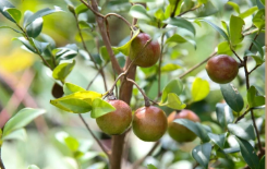 四川雅安天全縣推廣油茶復(fù)合種植模式 “綠葉子”變成了“金票子”