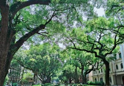 廣東形成古樹名木保護(hù)新格局