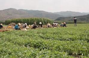 “半夏之鄉(xiāng)”迎豐收 小藥材成致富“大產(chǎn)業(yè)”