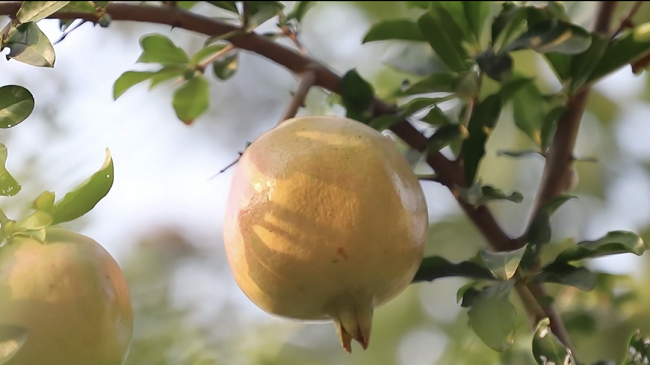 會(huì)理石榴紅透時(shí)，鮮速直達(dá)錢(qián)大媽