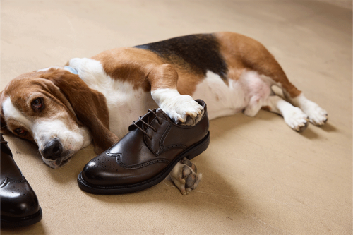 Hush Puppies暇步士鞋類新品即將上市，嘉曼服飾構(gòu)建全品類自營體系