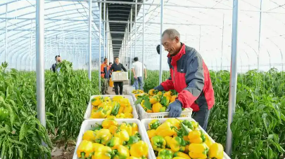 電商賦能 “鏈”式發(fā)展 鄉(xiāng)村特色產(chǎn)業(yè)向“新”而“興”