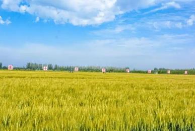 715.6公斤！河套小麥再次刷新內(nèi)蒙古春小麥畝產(chǎn)紀(jì)錄