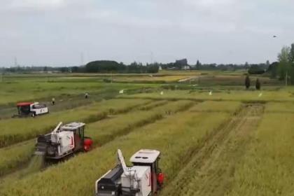 沃野披金，谷香滿倉(cāng)！秋收正當(dāng)時(shí) 機(jī)械化作業(yè)確保顆粒歸倉(cāng)