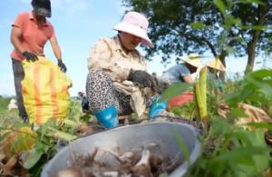 江西鉛山：10萬余畝紅芽芋喜獲豐收 鋪就鄉(xiāng)村振興富“芋”坦途