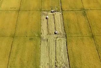 東北玉米金黃，江南稻浪翻滾！科技助力各地“糧”辰美景，豐收在望
