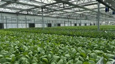 魚米之鄉(xiāng)加速轉(zhuǎn)型 湖北農(nóng)業(yè)現(xiàn)代化勢頭強(qiáng)勁