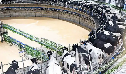 內(nèi)蒙古呼和浩特建成乳業(yè)行業(yè)級工業(yè)互聯(lián)網(wǎng)平臺