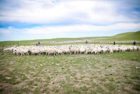 內(nèi)蒙古錫林郭勒 鄉(xiāng)村振興“羊”動力