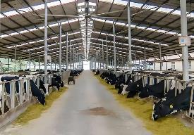 廣東牛羊產(chǎn)業(yè)專家：牛羊肉在粵發(fā)展空間巨大