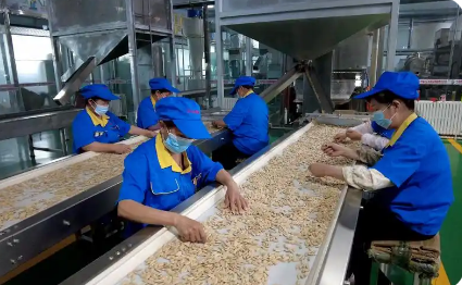 新疆北屯瓜子串起年產(chǎn)值超四億元產(chǎn)業(yè)集群