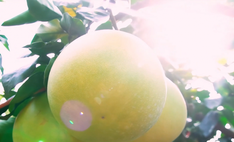 五百年柚鄉(xiāng)的“新生”，紅心蜜柚搭上錢大媽城鄉(xiāng)直通車