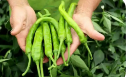 江西有機(jī)產(chǎn)品總量躋身全國(guó)“第一方陣”