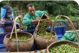 浙江東陽(yáng)香榧深加工撬動(dòng)共富大產(chǎn)業(yè)