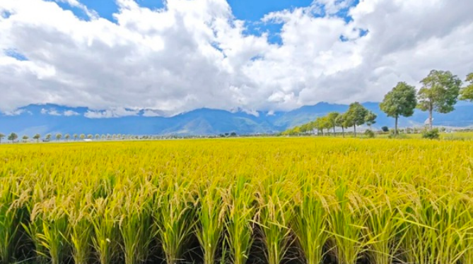 云糧集團(tuán)以科技賦能 多元模式助豐收