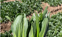 新版《有機產(chǎn)品認(rèn)證實施規(guī)則》發(fā)布 2026年1月1日正式實施