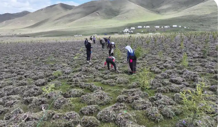 青海推進“三北”工程六期建設任務實現(xiàn)總量過半