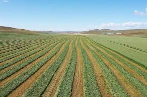 內(nèi)蒙古下達資金1億元支持培育草業(yè)新質(zhì)生產(chǎn)力