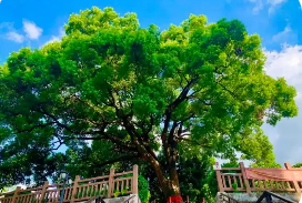 第一批“國保單位·古樹名木”協(xié)同保護名錄公布