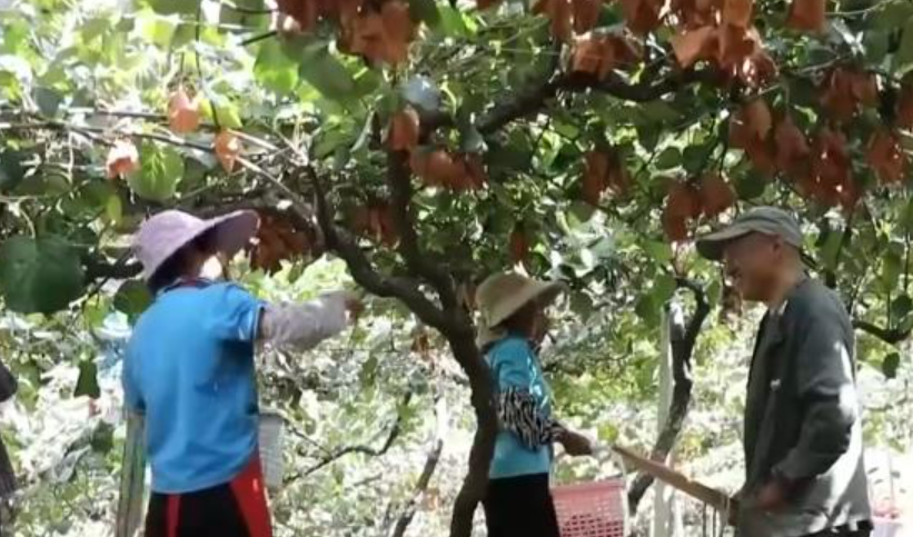 “小特產(chǎn)”變身變身鄉(xiāng)村振興“致富果” 激活“甜蜜經(jīng)濟(jì)”新熱力