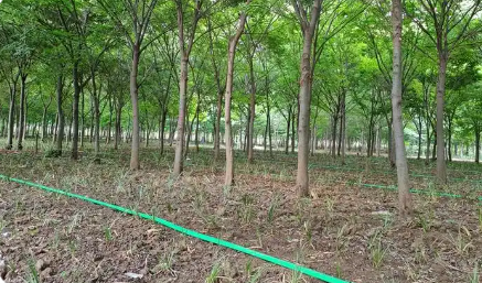 安徽印發(fā)林下經(jīng)濟(jì)高質(zhì)量發(fā)展行動(dòng)方案