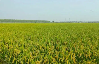 “小產(chǎn)品”推向“大市場(chǎng)”——天津農(nóng)業(yè)高質(zhì)量發(fā)展一線觀察