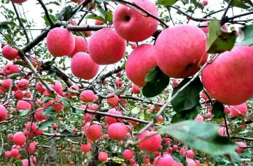 在陜西延安感受蘋果產業(yè)現(xiàn)代化之路