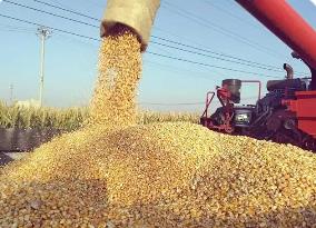 河南秋作物已收獲9614萬(wàn)畝