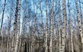 從林海甘露到產(chǎn)業(yè)藍(lán)海 黑龍江伊春：白樺樹“流金淌銀”
