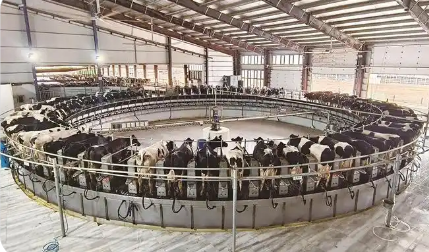 寧夏奶產(chǎn)業(yè)形成“雙核雙翼”發(fā)展格局建成