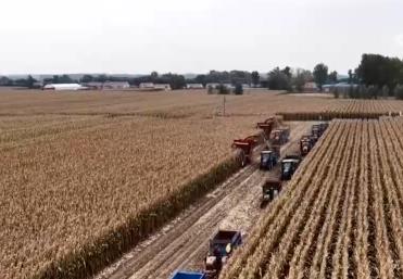 豐收在望！“科技當(dāng)家”玉米產(chǎn)量穩(wěn)步攀升 “梨樹模式”讓黑土地?zé)òl(fā)生機(jī)