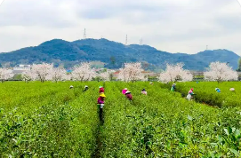 三年為期，最高三千萬元 浙江激勵“土特產(chǎn)富”全鏈發(fā)展