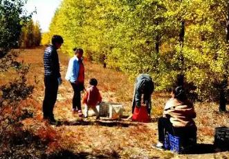 從“漏網(wǎng)之豆” 到文旅新秀：內(nèi)蒙古鄉(xiāng)野“撿秋”成風潮